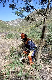 Tackling the invasive wattle  Acacia mearnsii