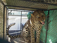 Rescued leopard