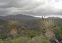 Pristine Aloe Landscape