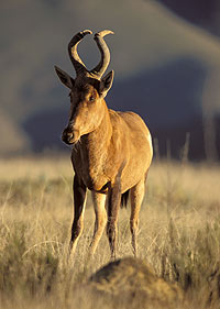 Red Hartebeest