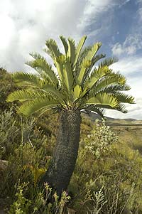 Cycad