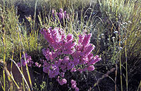 Erica spp