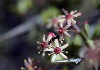 Skilderkrantz Flower