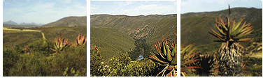 Kouga River just visible in the distance